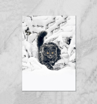 Плакат Кот в Снегу