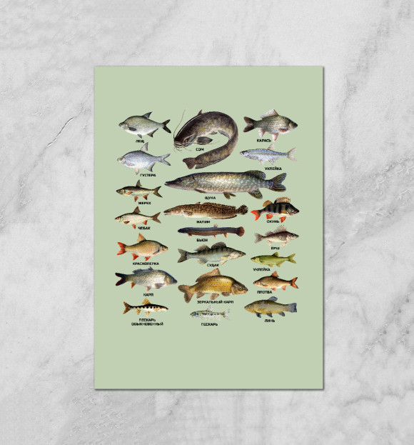 Разновидности Рыб Фото