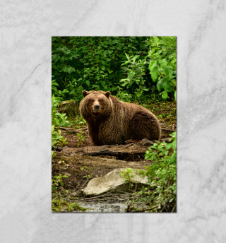 Плакат Медведь